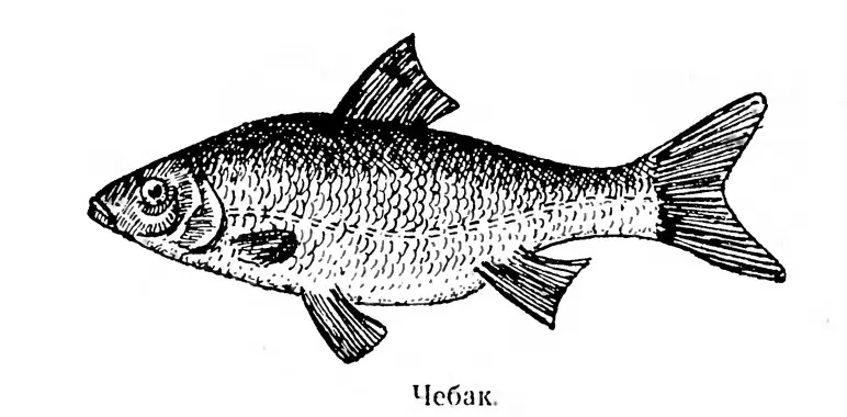 Чебак рыба некрупная Например вес речного чебака 120180 граммов - фото 10