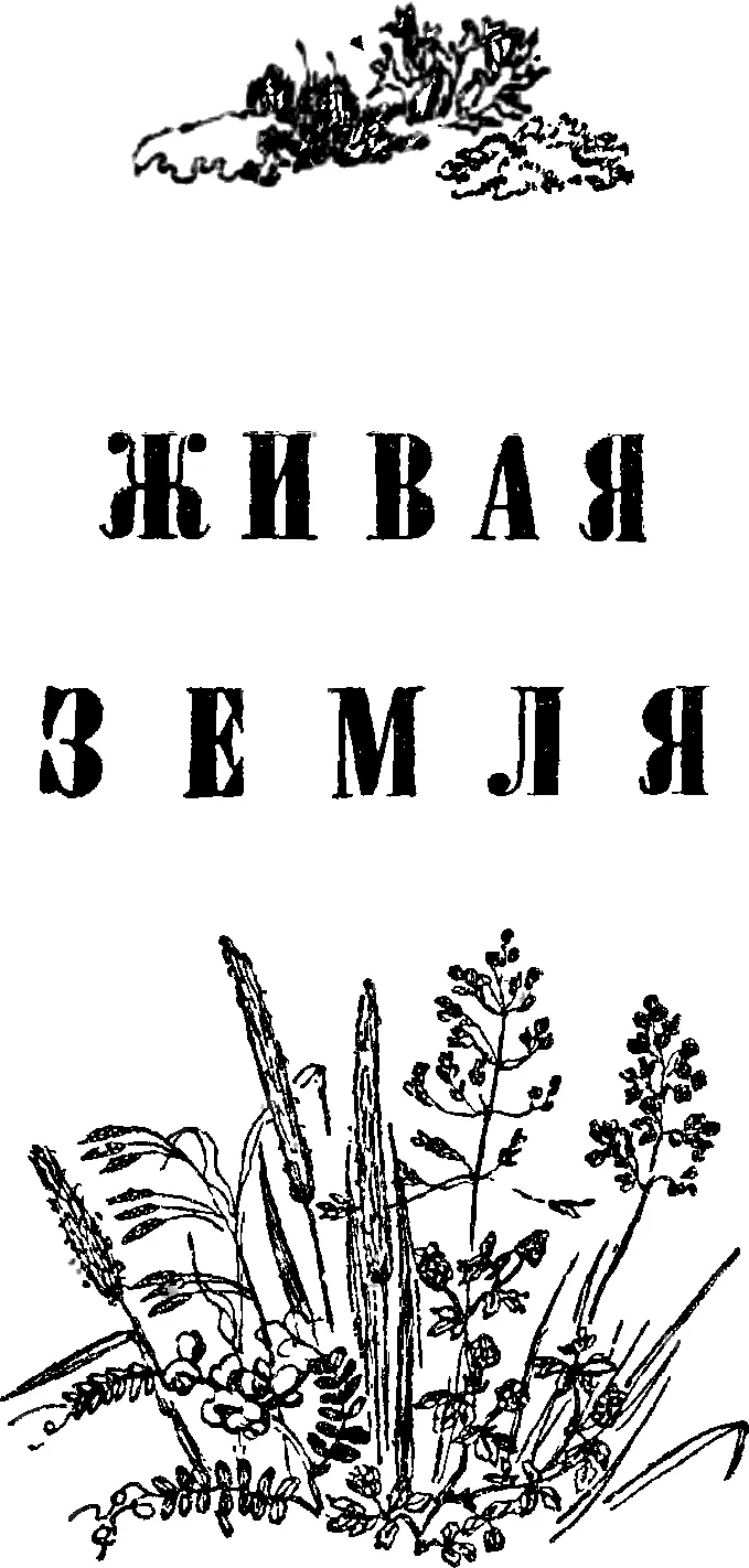 ЖИВАЯ ЗЕМЛЯ БОГАТЫРЬ Могучее как бы отлитое из металла лицо с крупными - фото 12