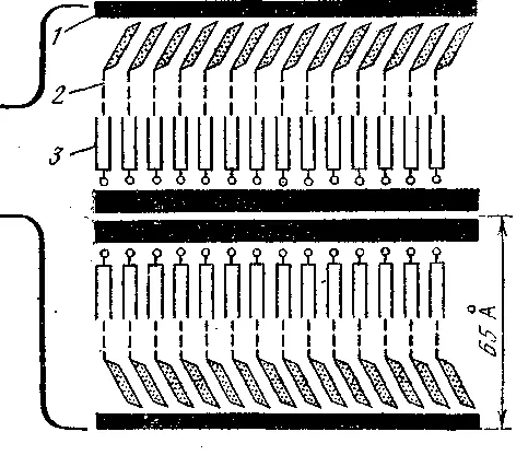 Рис 3 Схема строения граны хлоропласта Между монослоями белка 1 лежат - фото 4