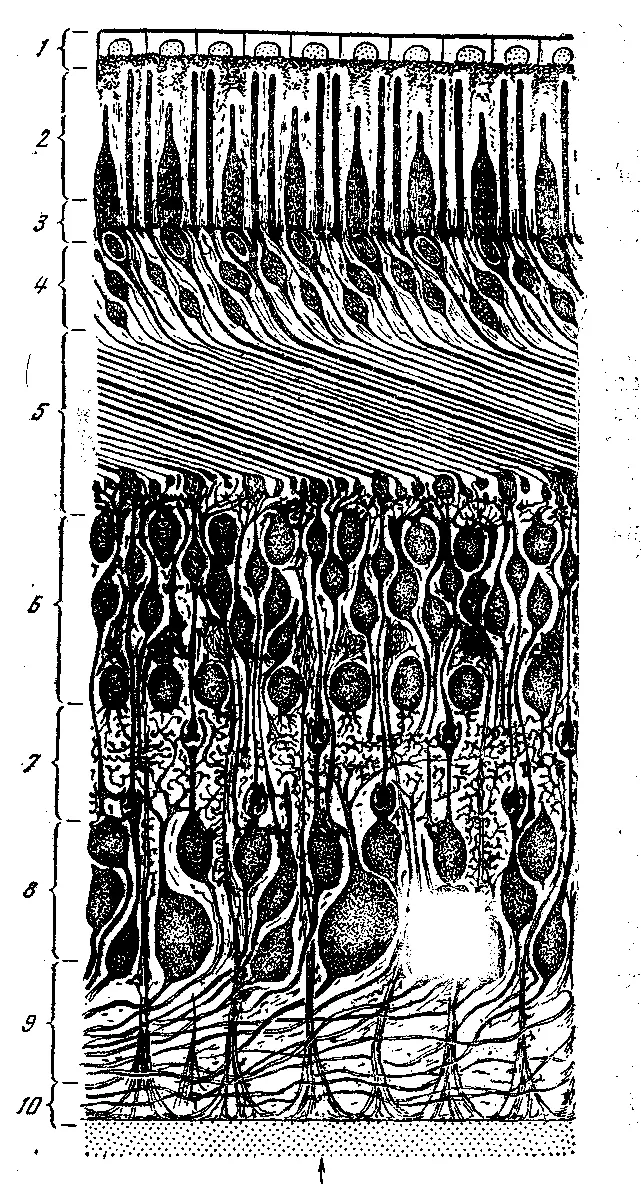 Рис 6 Схема строения сетчатки глаза по С И Вавилову 1 пигментный слой - фото 8