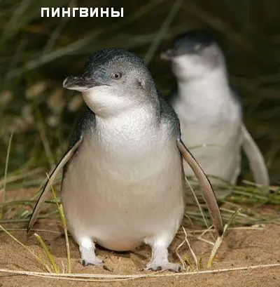 Антонович с грустью пронаблюдал как в воду запрыгнул последний пингвин и - фото 8