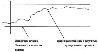 Говоря простым языком сила растет до предела ограниченного толщиной мышечного - фото 1
