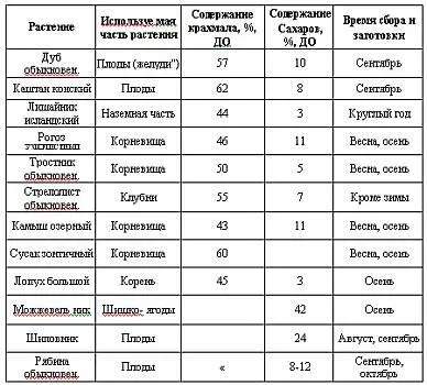 Желуди представляют особый интерес поскольку они легко доступны содержат - фото 2