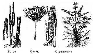 Тростник обыкновенный треста одно из наиболее распространенных болотных - фото 3