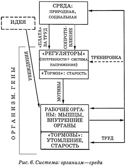 Организм тоже состоит из двух структур регуляторов и рабочих органов - фото 31