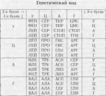 РНК и генетический код РНК очень похожа на ДНК Вместо сахара дезоксирибозы - фото 8