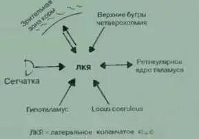 Нервная система и познание Достаточно пристально вглядеться в структуру нервной - фото 51