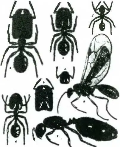 Рис 52 Различные морфологические касты муравьев pheidole kingi înstabilis - фото 58