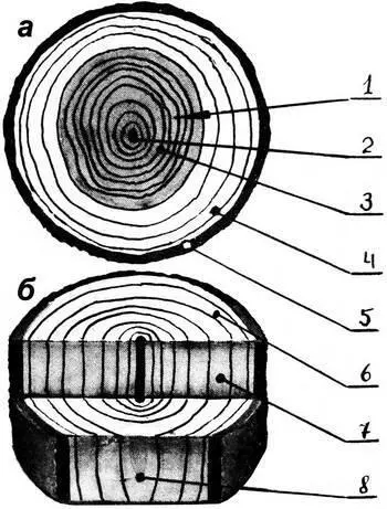 Рис 11 Торцевое строение древесины а виды срезов б 1 годичные - фото 4
