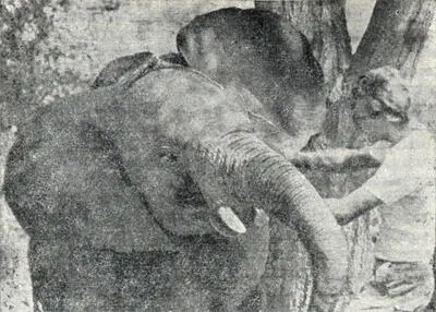 Дружеская встреча с одной из сирот Цаво В истории маньярских слонов важную - фото 23