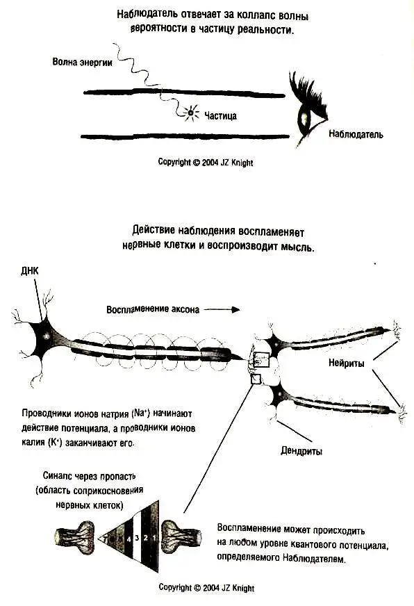 Диаграмма 9 Биология клетки и ее связь с мыслью Мозг соединен со всеми - фото 8