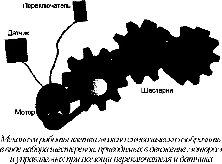 Переключатель это механизм который побуждает мотор приводить протеиновые - фото 2