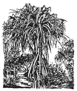 Панданус Pandanus australiana Орхидеи Эти интересные растения так охотно - фото 13