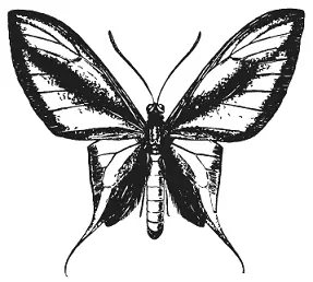 Ornithoptera paradisea Новая Гвинея самец Число видов бабочек для каждой - фото 18