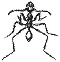 Бродячий муравей Eciton vagans Южная Америка Из жалящих муравьев мы прежде - фото 19