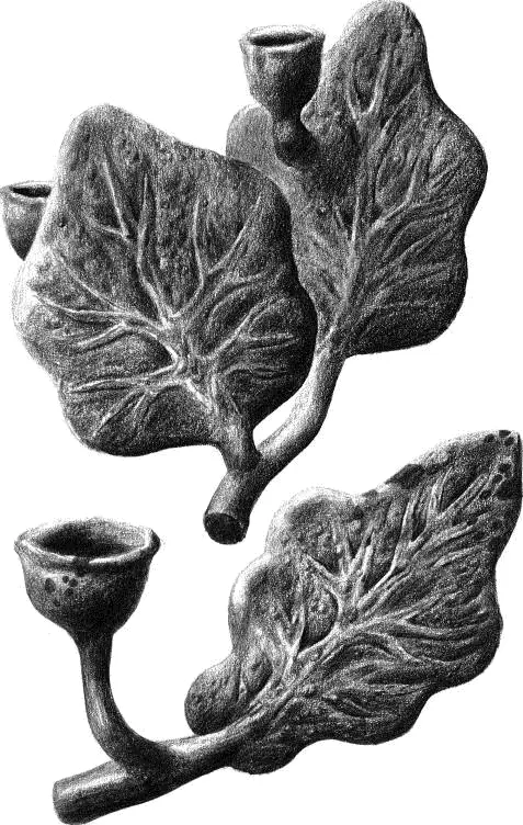 Табл II Листья Antola enigmatica Доказательство Дулье может показаться - фото 3