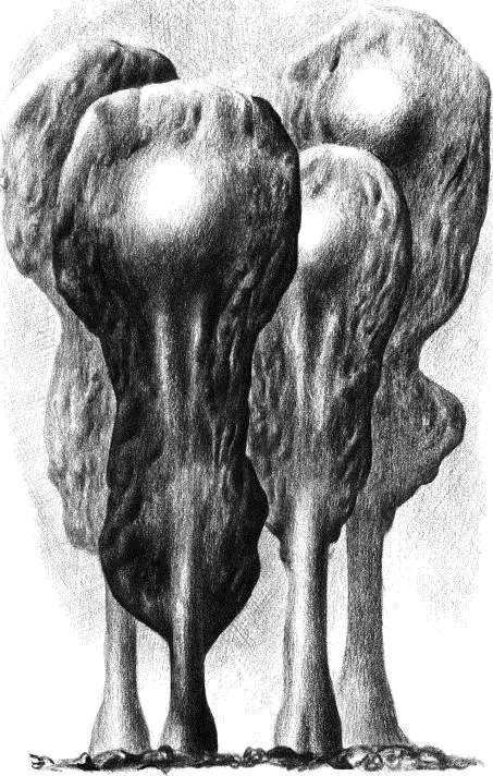 Табл V Lepelara terrestris Рис 4 Жанна Хелен Биньи Рис 5 Ясновидящая - фото 8