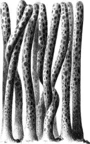 Рис 12 Tirillus tigrinus и Tirillus bifurcatus Были сделаны многочисленные - фото 29