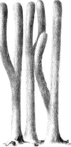 Рис 12 Tirillus tigrinus и Tirillus bifurcatus Были сделаны многочисленные - фото 30