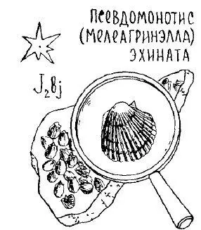 Отойдя от карьера на несколько сот метров к западу мы могли бы найти овраг по - фото 30