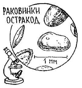 Не торопись с ответом Один раз нас уже пытались обмануть плеченогие - фото 62