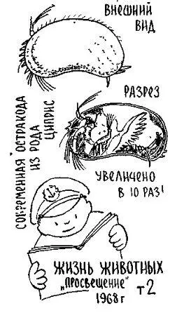 За несколько последних десятилетий эти микроокаменелости помогли определить - фото 63