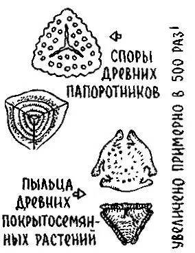 Каждый вид древних растений имел пыльцу или споры какойто определенной формы - фото 70