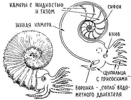 Многое к познанию аммонитов дали и наутилусы головоногие моллюски шесть видов - фото 75