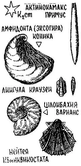 А вот и первая находка Раковина двустворчатки эксогиры или амфидонты с - фото 108
