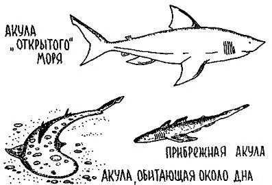 Кстати охотиться на сеноманских акул можно не только в окрестностях села - фото 112
