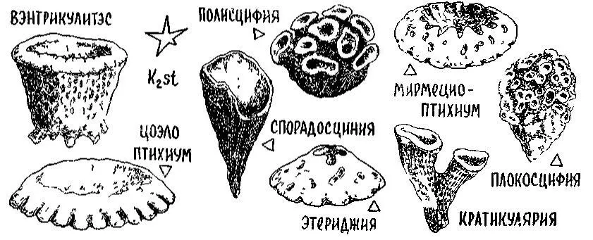 Существа эти в прошлом как и их потомки в современных морях жили на дне - фото 117