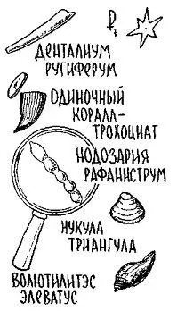Ну вопервых в стенке карьера наверху не мел а мергель то есть глина с - фото 128