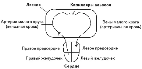 Рис 1 Схема малого круга кровообращения Напомним читателю что обмен - фото 1