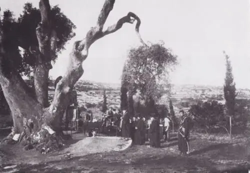 Дуб Мамврийский Конец 1870х Гефсиманский сад Фасад храма Гроба - фото 61