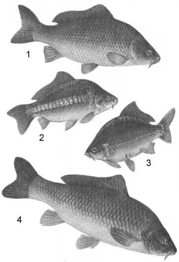 Рис 1 Карпы 1 чешуйчатый 2 рамочный 3 зеркальный голый 4 сазан - фото 1