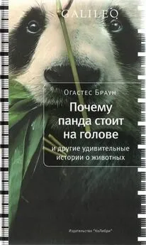 Огастес Браун - Почему панда стоит на голове и другие удивительные истории о животных