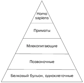 Рис 22Классификация животного мира Как мы знаем все началось с белкового - фото 5