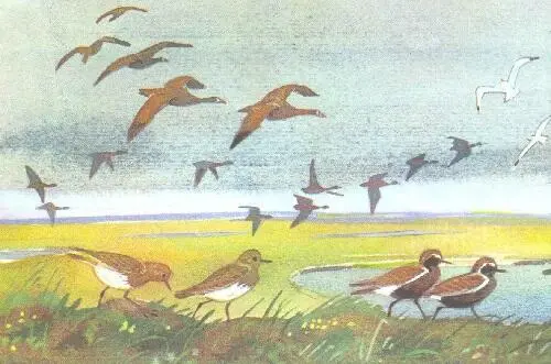 Рядом со стерхами в болотистой низине живут и другие птицы Ближе к озеру - фото 9
