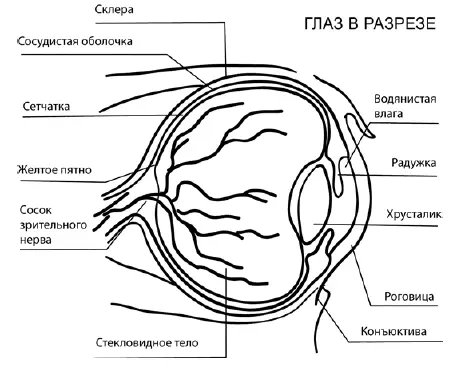 Рис 1Анатомическое строение глаза Наружная оболочка глазного яблока состоит - фото 1
