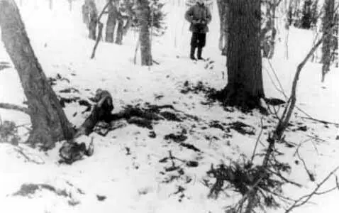 Тот самый кедр фотография сделана в марте 1959 г Судьба дерева в точности - фото 34