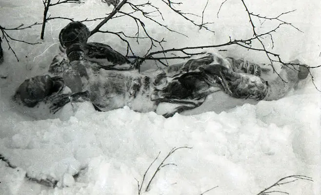 Тело Игоря Дятлова после откапывания из снега При первом же взгляде на - фото 15