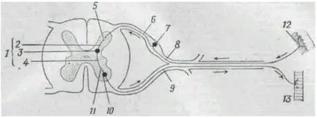 Рисунок 11 Схема рефлекторной дуги Путь импульса показан стрелочками 1 - фото 11