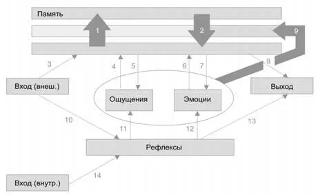 Рисунок 15 Общая схема работы мозга Здесь не изображены отдельные нейроны и - фото 17