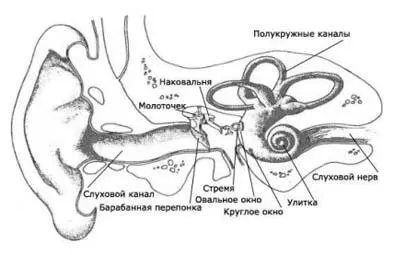 Рисунок 16 Анатомия уха человека Все мы знаем что звук это колебания - фото 18