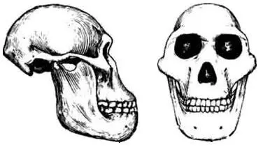 Australopithecus africanus Australopithecus robustus Новые находки - фото 19