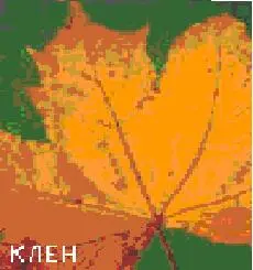 Насчитывающее около 110 видов деревьев и кустарников это одно из самых - фото 38