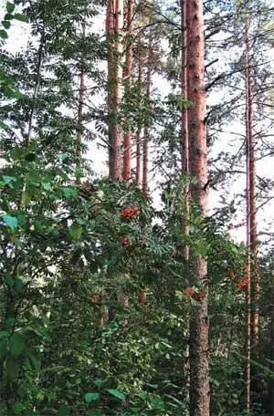 Большие сосны и рябина там где раньше был край поля Аленка среди - фото 65