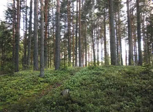 Сосны на холме Склон холма сплошной брусничник Вид на залив в - фото 87