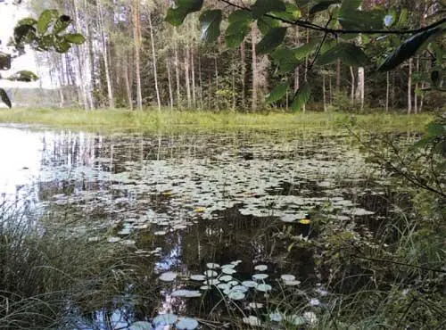 Заводь с кувшинками Кроме желтых кувшинок которые видны на фото там в свое - фото 92