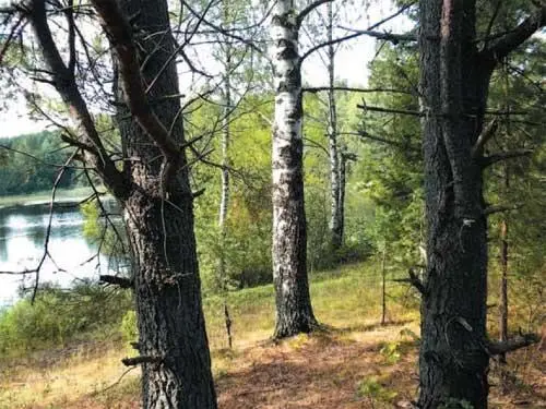 Вот на этом месте под большой березой в свое время стоял мой шалаш У меня - фото 106